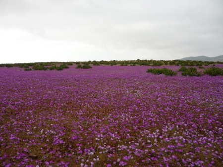 desiertofloridoatacama